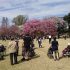 桜満開　中野より花見＆展望レストランツアー!
